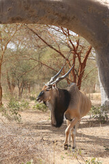 Giant eland (Taurotragus derbianus), also known as Lord Derby eland, savanna antelope in Bandia reserve, Senegal, Africa. African animal. Antelope, giant eland, taurotragus derbianus. Safari in Africa