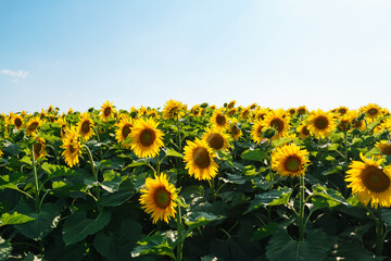 Field of blooming sunflowers. Organic and natural floral background. Agricultural on a sunny day.