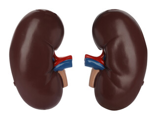 Educational plastic kidney models on white background