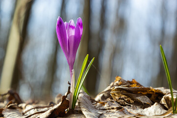 Sunlit purple crocus flowers, Crocus tommasinianus, Barr's purple, blooming in Spring, side view, green foliage background