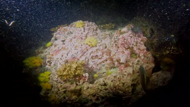 Under Water Film Footage - Night diving - filmimng corals and fish with camera lights at Sail Rock Island - Thailand