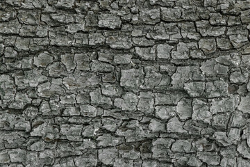 Tree bark abstract natural embossed wood texture nature skin pattern background