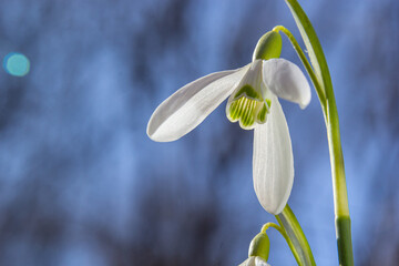 White snowdrop flower, close up. Galanthus blossoms illuminated by the sun in the green blurred background, early spring. Galanthus nivalis bulbous, perennial herbaceous plant in Amaryllidaceae family