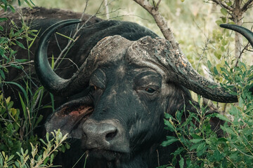 buffalo in the wild