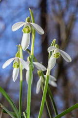 White snowdrop flower, close up. Galanthus blossoms illuminated by the sun in the green blurred background, early spring. Galanthus nivalis bulbous, perennial herbaceous plant in Amaryllidaceae family