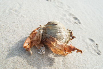 angeschwemmte Zwiebel am Sandstrand
