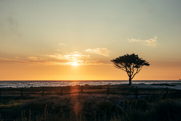 sunset over the beach in monterey with lone tree