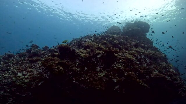 Under Water Film Footage - of hundreds of small fish circeling a large coral reef at Sail Rock Island - Thailand