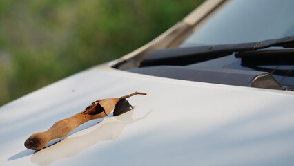 Tamarind fruit on the bonnet of a white car