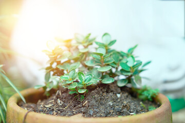 small plant in soil pot like bon sai concept