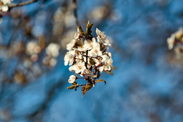 Flowers in early spring