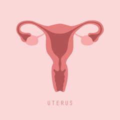 female reproductive system women uterus ovary icon - obrazy, fototapety, plakaty