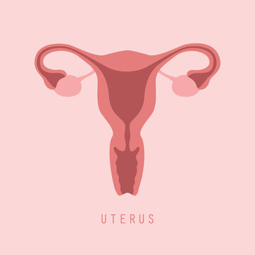 female reproductive system women uterus ovary icon