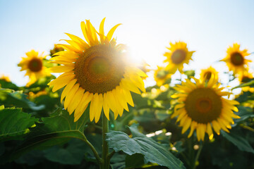 Field of blooming sunflowers. Organic and natural floral background. Agricultural on a sunny day.