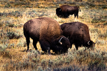 Bison grazing near the Lamar River in Yellowstone National Park 