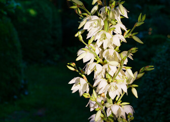 A lot of delicate white flowers Yucca filamentosa plant on sunlight. Beautiful big flowers known as...