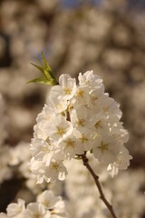 ミドリヨシノ　萩に現存する純白の桜 日本のサクラ！ sakura #ミドリヨシノ#桜