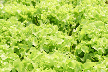 Top view and close up of fresh green batavia lettuce with water drops on leaves. Organic farming, sustainable agriculture, healthy raw food and vegetables.