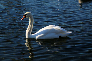 Obraz premium A close up of a Mute Swan