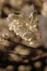 桜・緑吉野満開　萩市　萩城跡　みどりよしの