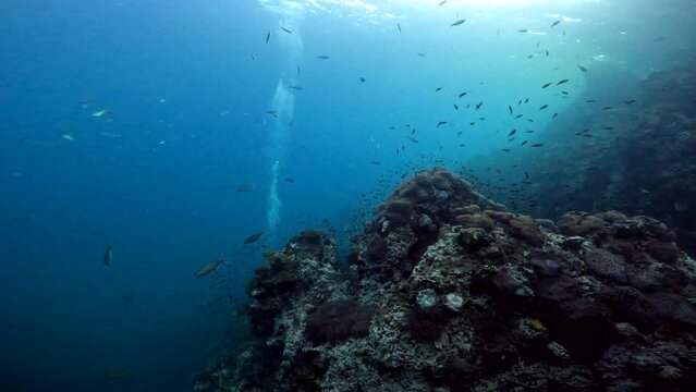 Under Water Film Footage - of many small fish circeling a large coral reef at Sail Rock Island - Thailand