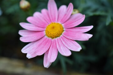 マーガレット　ピンク色　Argyranthemum