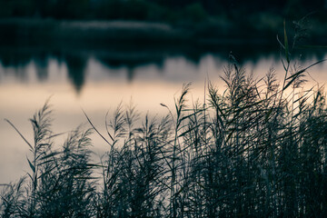 Pampas grass in the evening by the lake.