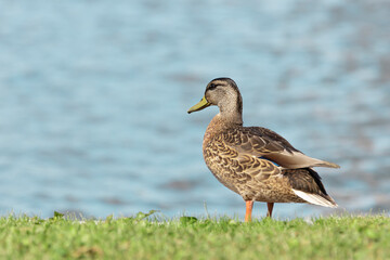 Wild waterfowl on the shore of the lake on a summer sunny day close-up. Copy space.