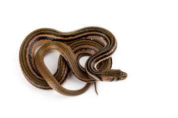 Brown Xenochrophis snake isolated on blue background.