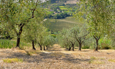 olive trees growing in a field  in a field with a vineyard background in Tuscany, italy