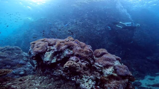 Under Water Film Footage - of tropical fish circeling a large coral reef at Sail Rock Island with several divers in the background - Thailand