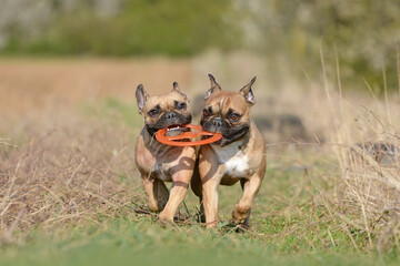 Two French Bulldog dogs playing fetch together with flying disc toy