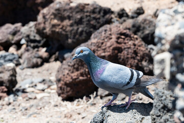 dove among lava stones