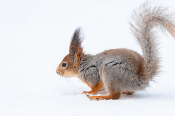 Naklejka na ściany i meble Red squirrel sitting on a tree branch in winter forest and nibbling seeds on snow covered trees background..