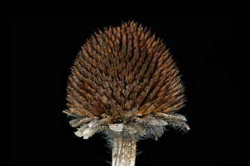 Black-Eyed Susan (Rudbeckia hirta). Emptied Fruiting Capitulum Closeup