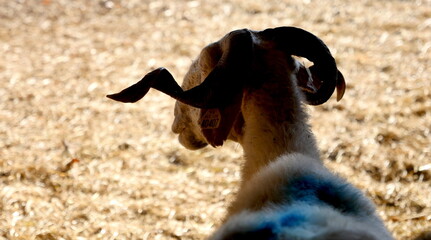 Sheep, lamb on a farm in the barn, Gironde, France