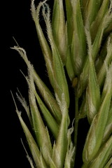 Sweet Vernal Grass (Anthoxanthum odoratum). Inflorescence Detail Closeup