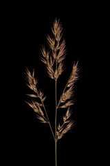 Wood Smallreed (Calamagrostis epigejos). Inflorescence Closeup
