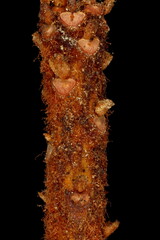 Marsh Labrador Tea (Rhododendron tomentosum). Twig Closeup