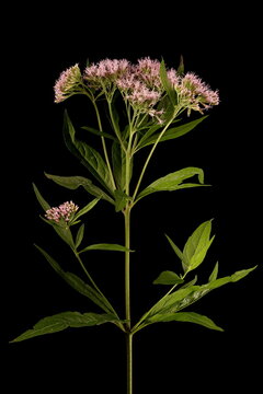 Hemp Agrimony (Eupatorium cannabinum). Inflorescence Closeup