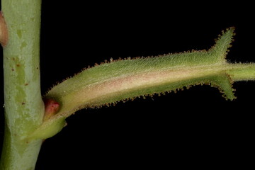 Apple Rose (Rosa villosa). Stipule Closeup