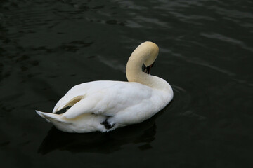 A close up of a Mute Swan