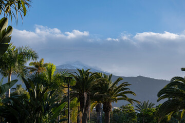 Fototapeta na wymiar Palm trees in front of Mount Teide