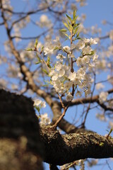 桜・緑吉野満開　萩市　萩城跡　みどりよしの