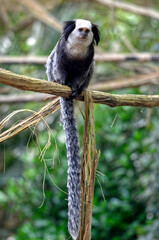 White-headed marmoset (Callithrix geoffroyi), also known as the tufted-ear marmoset, Geoffroy's marmoset, or Geoffrey's marmoset, perched on liana