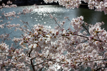 陽の光を反射する池を背景に満開に咲き誇る桜の花