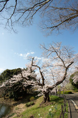 春の青空の下、公園の水辺の満開の桜の木