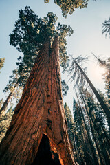 sequoia tree in summer - obrazy, fototapety, plakaty