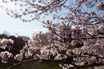 満開を迎えた桜の花