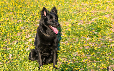 animal black dog sitting in a flower meadow in spring